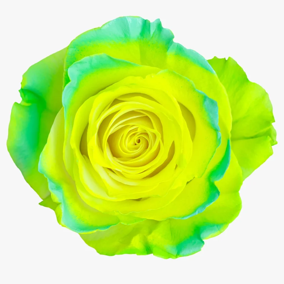Citrus Lemon Neon · Mitabella catalog