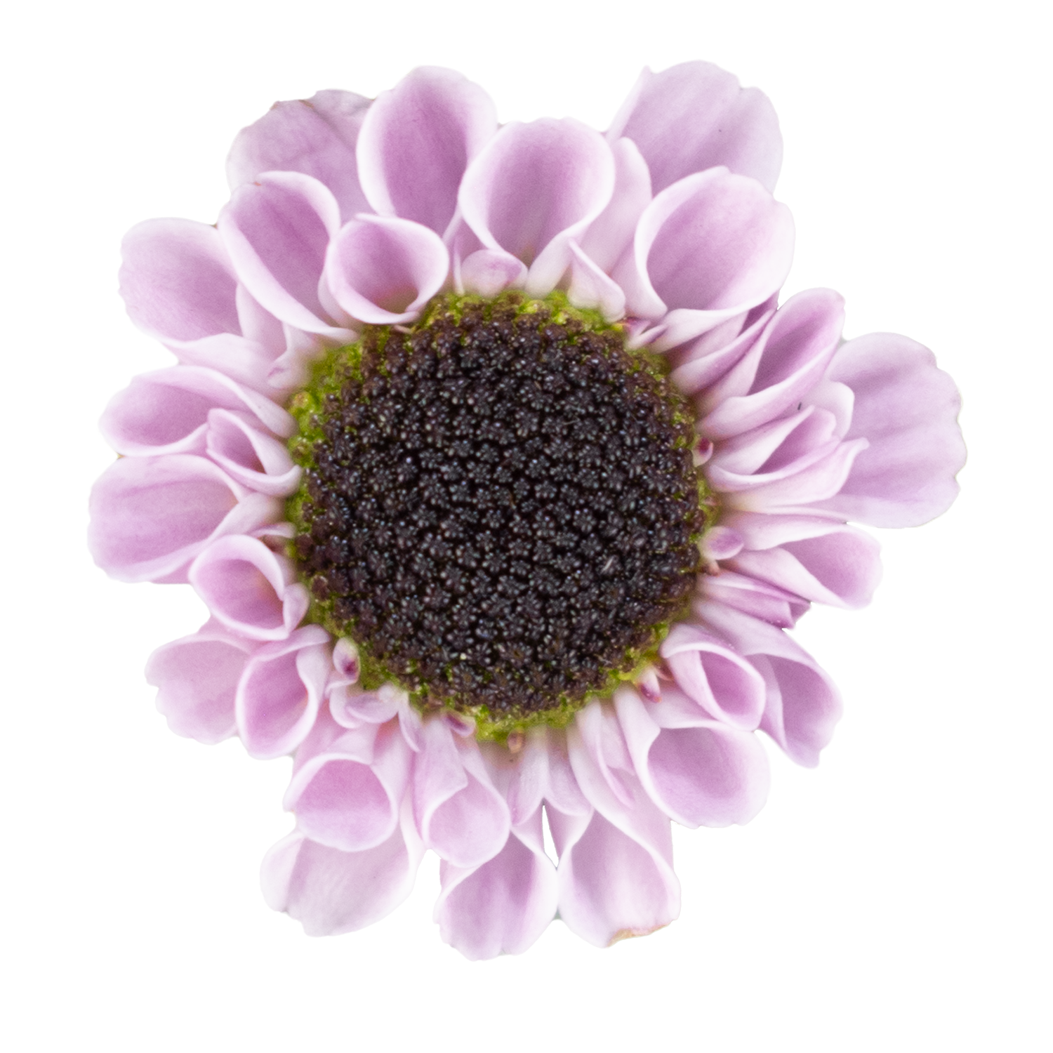 Pom Pom Pink · Mitabella catalog
