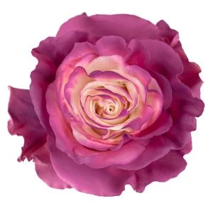 Natural Plum Berry · Mitabella catalog