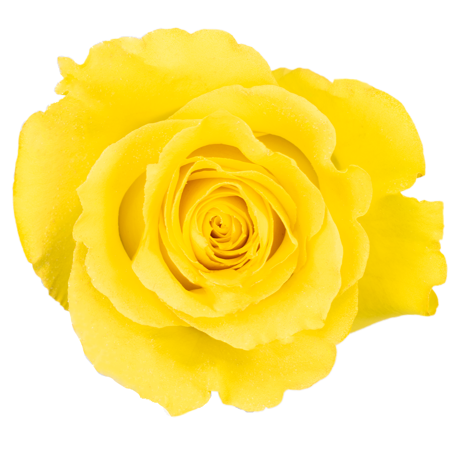Yellow · Mitabella catalog