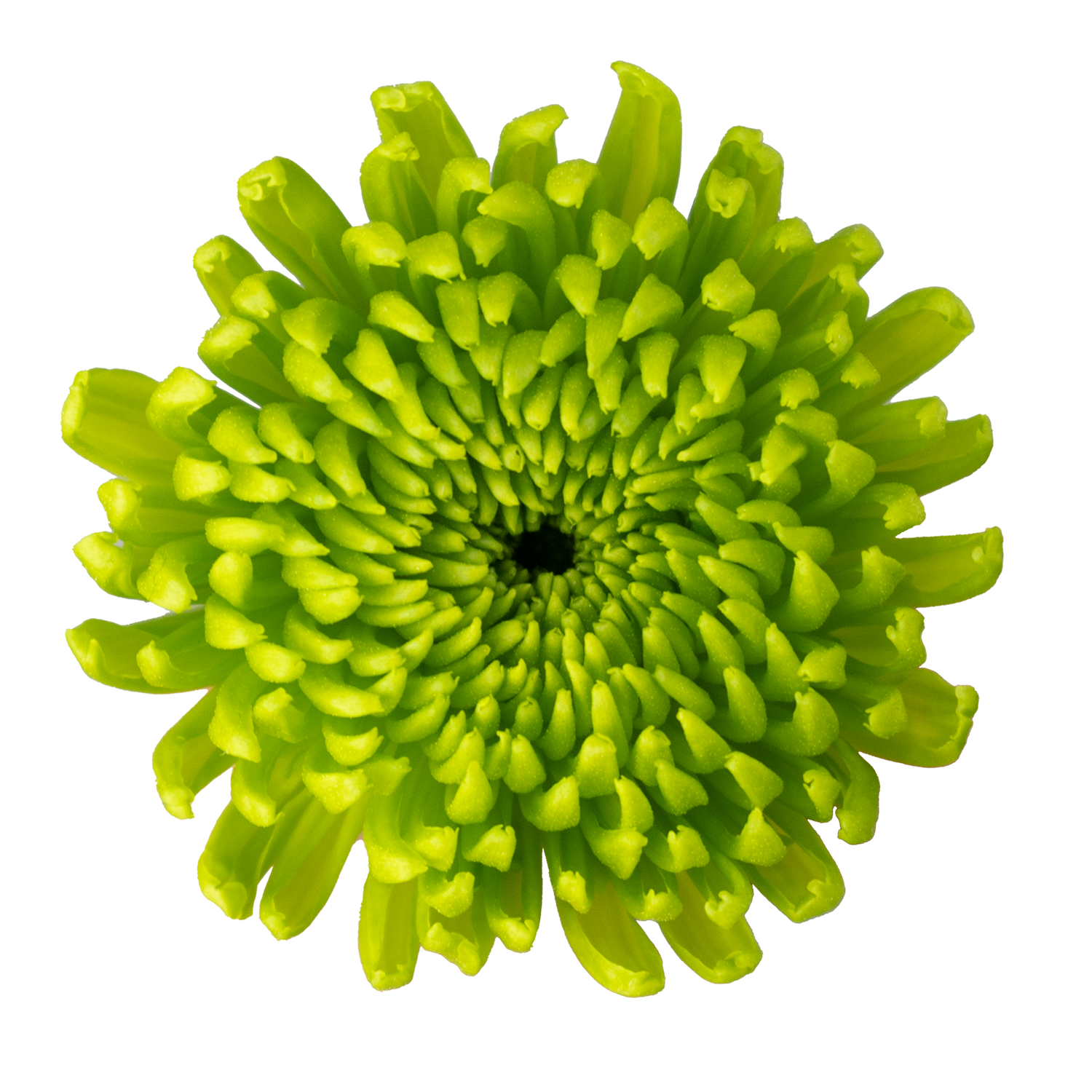 Pom Pom Green · Mitabella catalog