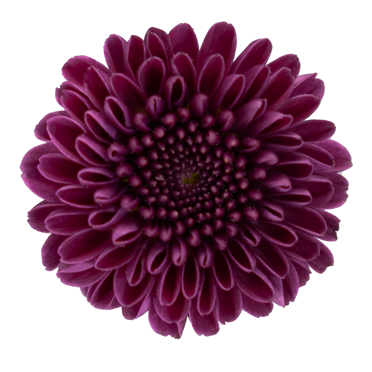 Pom Pom Purple · Mitabella catalog
