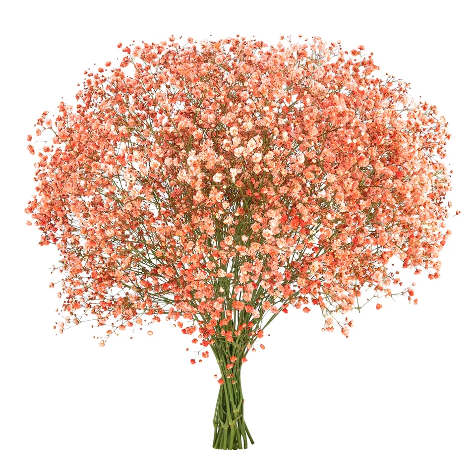 Gypsophila XLence® Tinted Coral · Mitabella catalog