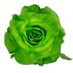 Light Green · Mitabella catalog