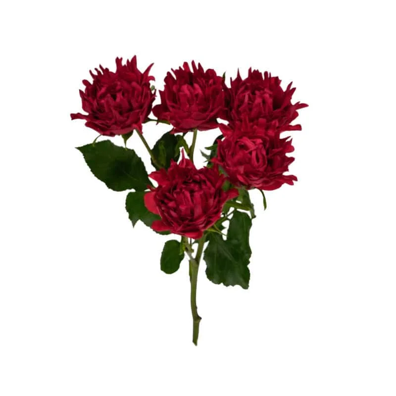 Red Flow · Mitabella catalog