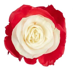 Eye Red · Mitabella catalog