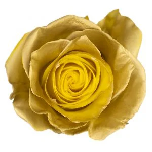 Golden Lux · Mitabella catalog