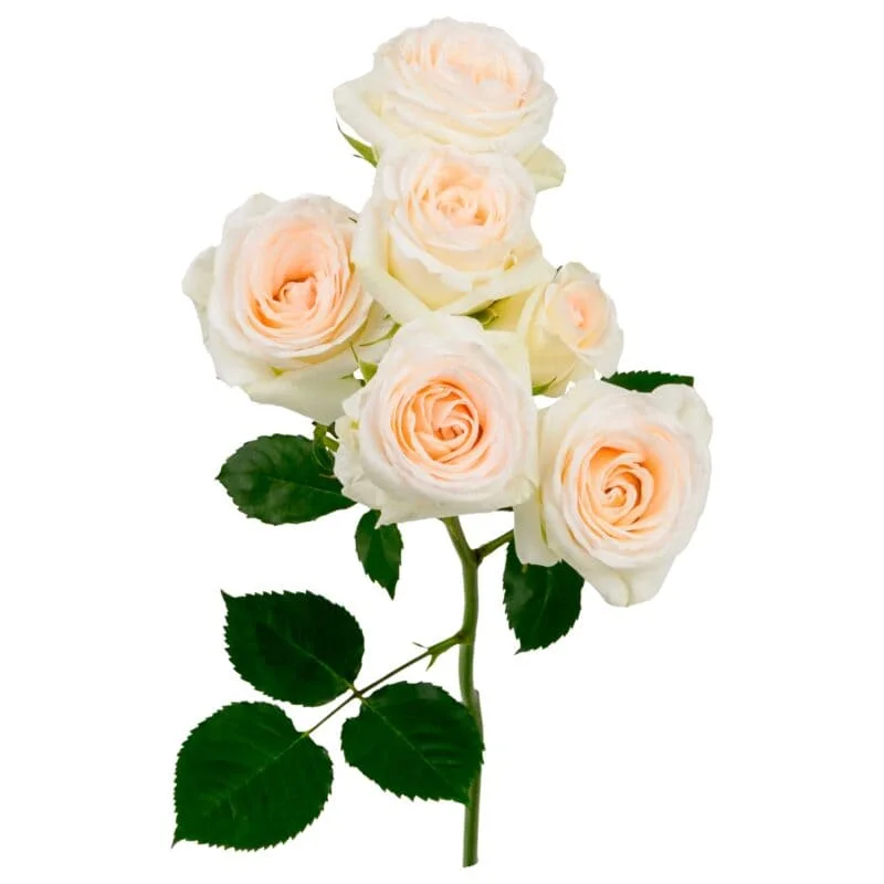 Wedding Blossoms · Mitabella catalog