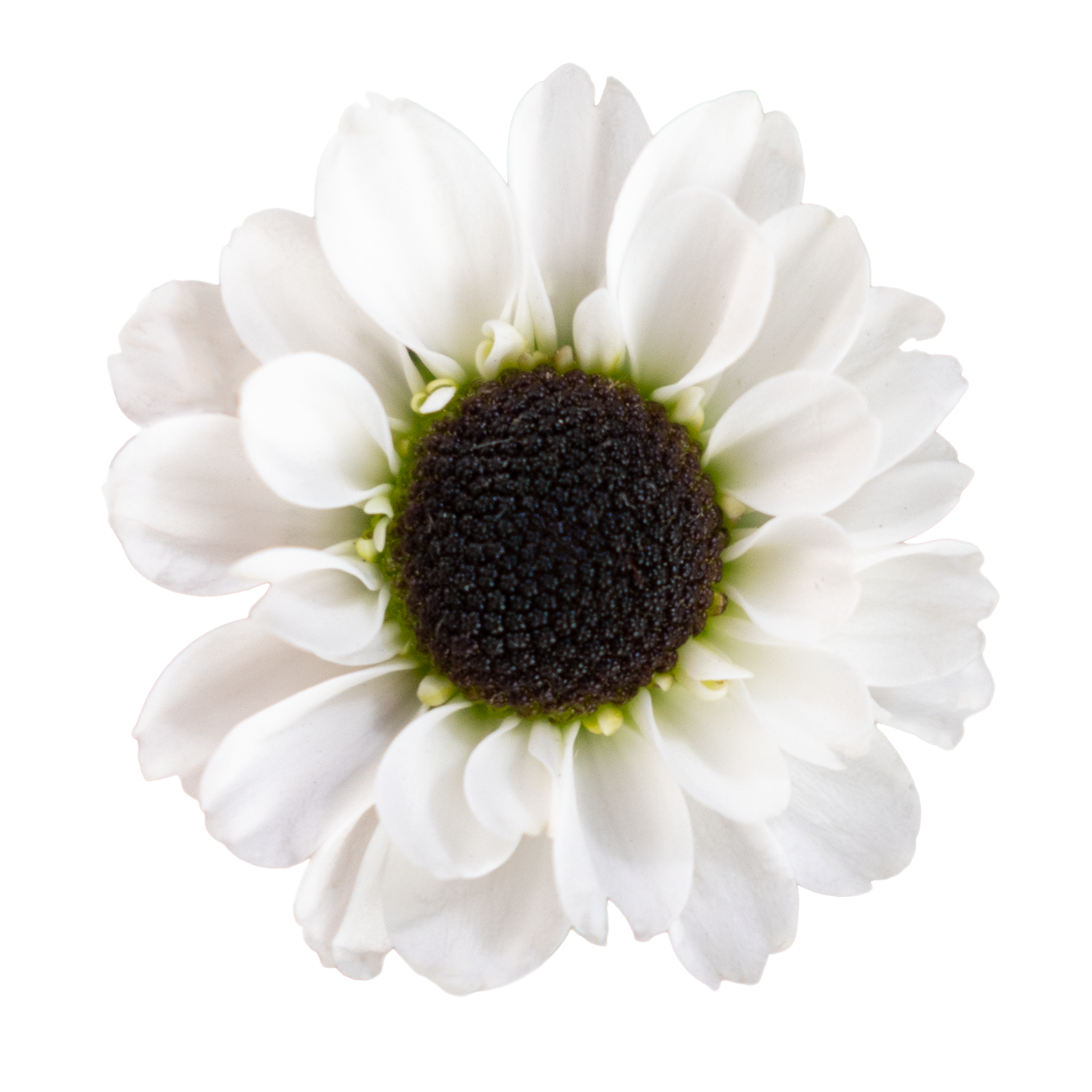 Pom Pom White · Mitabella catalog