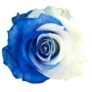 Blue White · Mitabella catalog