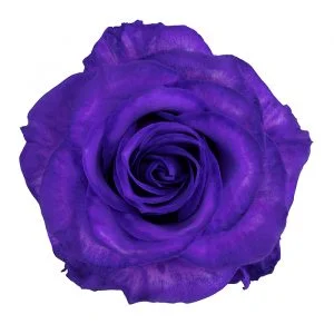 Purple · Mitabella catalog