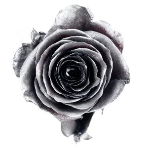 Black Silver Moon · Mitabella catalog