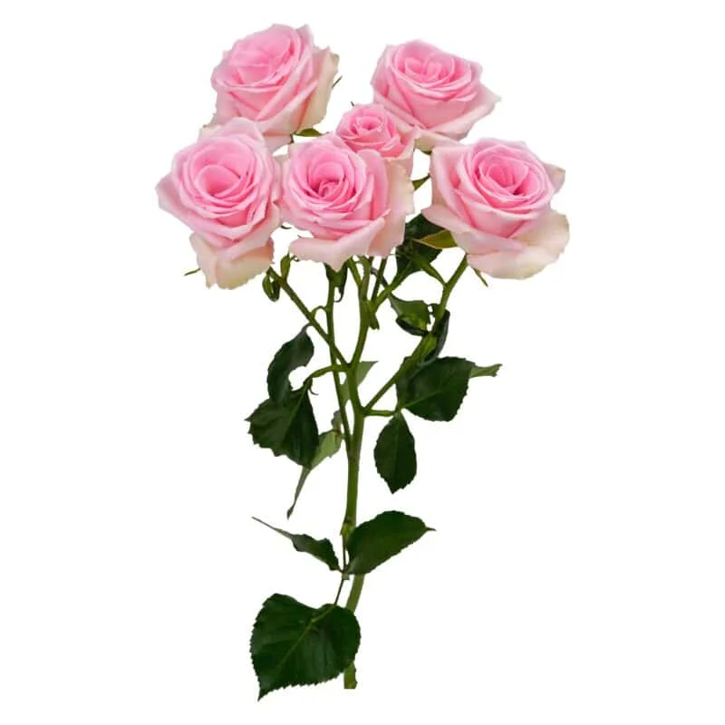 Flamingo Blossoms · Mitabella catalog