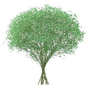Gypsophila XLence® Tinted Green · Mitabella catalog
