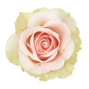 Frutteto · Mitabella catalog