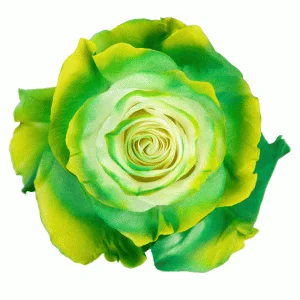 Medium Green & Yellow · Mitabella catalog