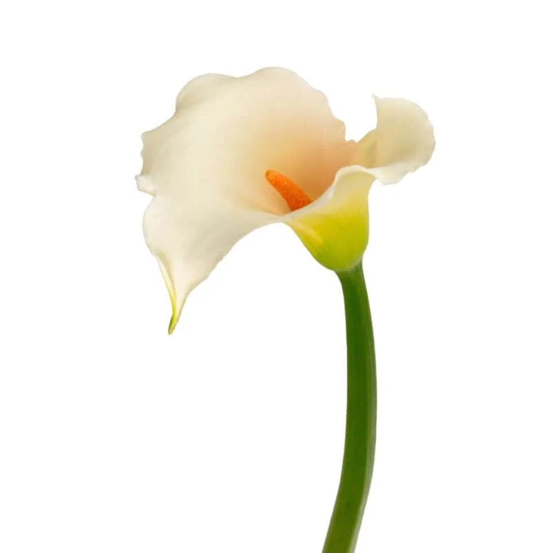 Pink Star Callas · Mitabella catalog