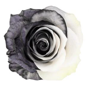 Yin Yang Black · Mitabella catalog
