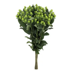 Hypericum Magical Renata · Mitabella catalog