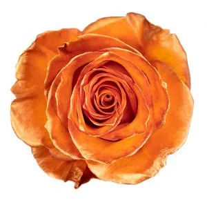 Metallic Orange · Mitabella catalog
