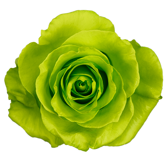 Bitter Lime · Mitabella catalog