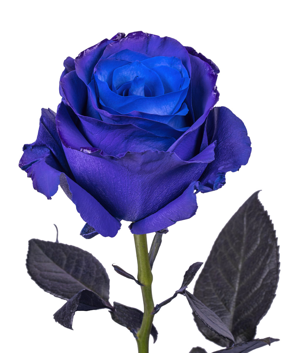Purple Edge · Mitabella catalog