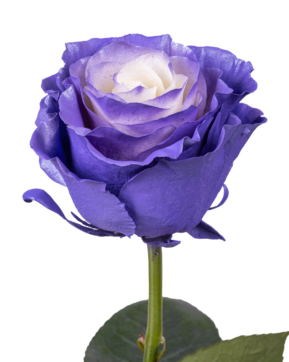 Lavender White Pearl · Mitabella catalog