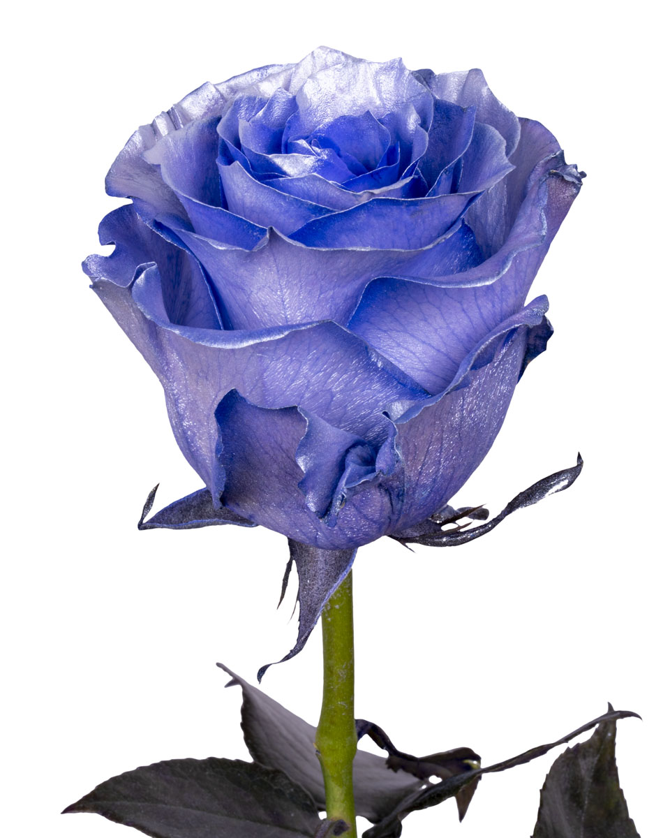 Silver Purple · Mitabella catalog