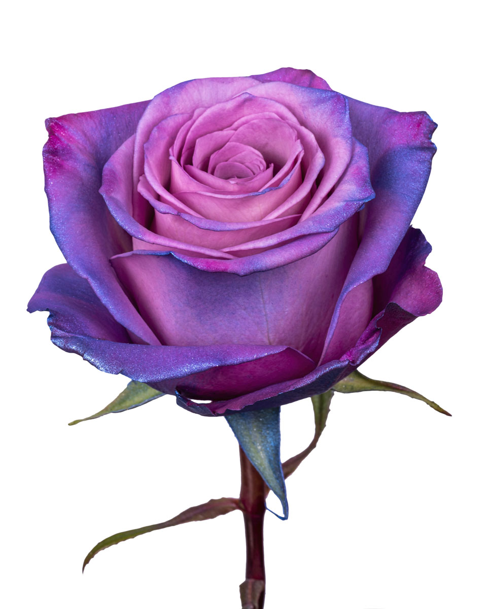 Metal Purple · Mitabella catalog