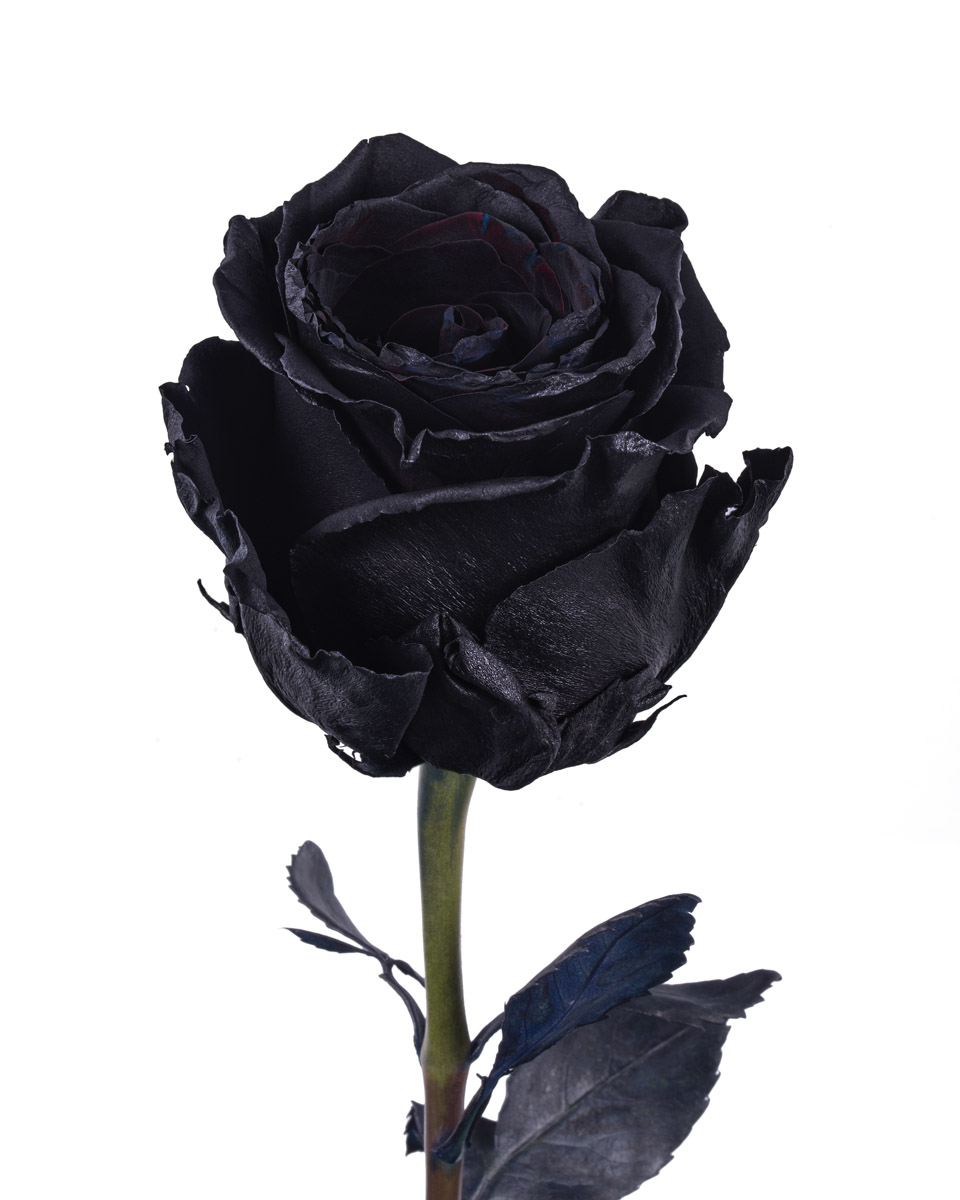 Explorer Black · Mitabella catalog