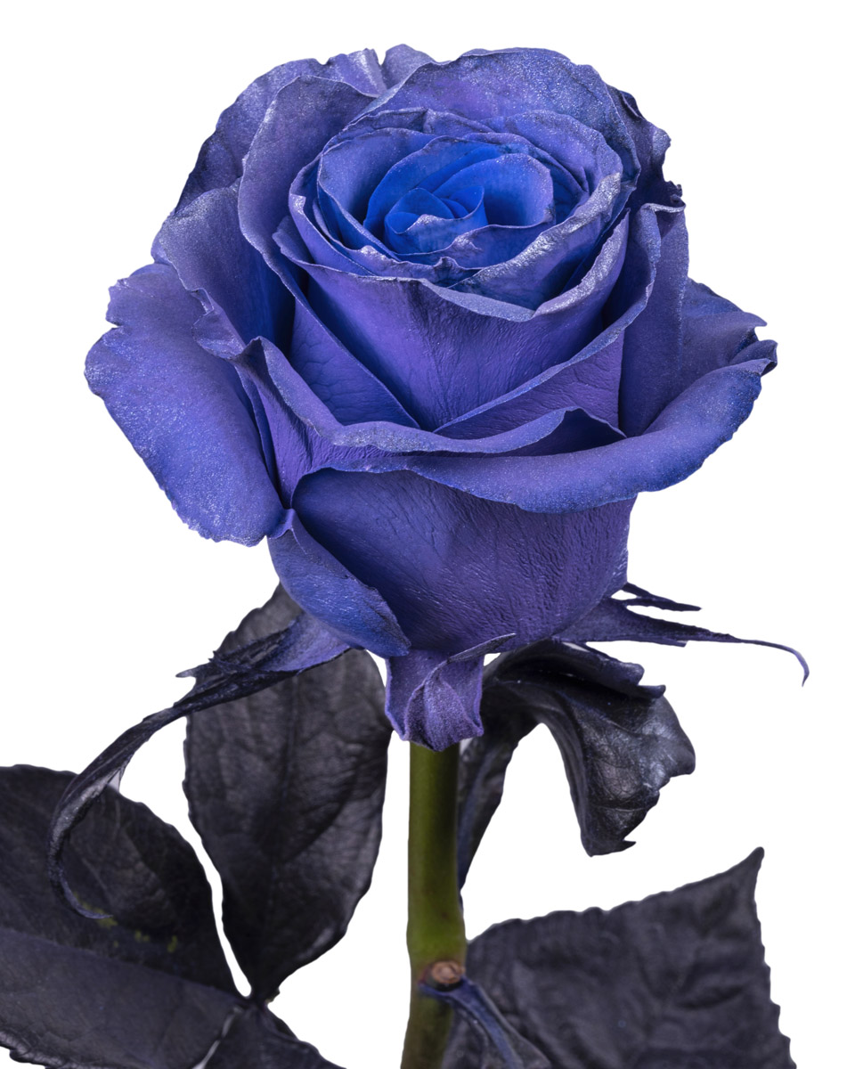 Blue Lavender Pearl · Mitabella catalog