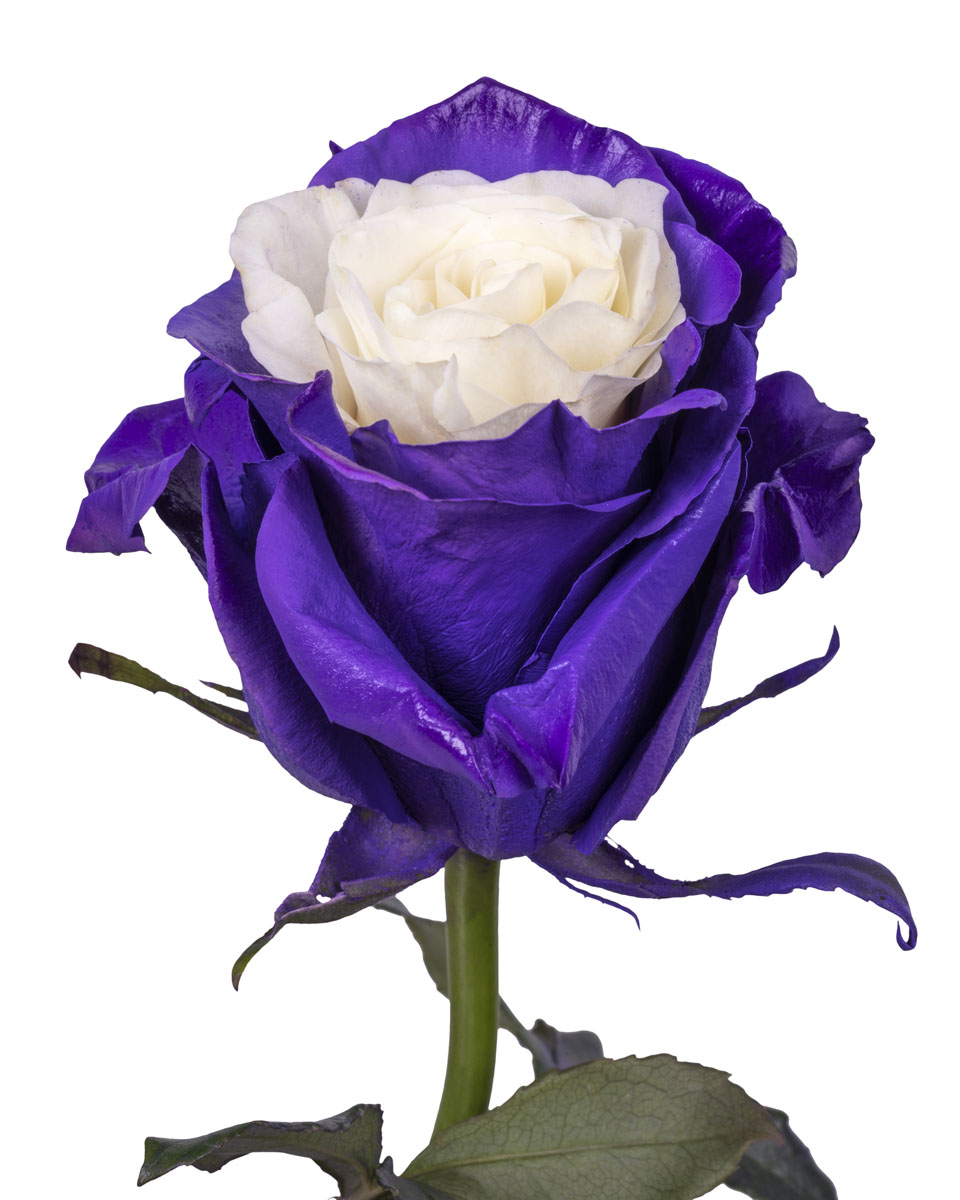 Violet Cream · Mitabella catalog