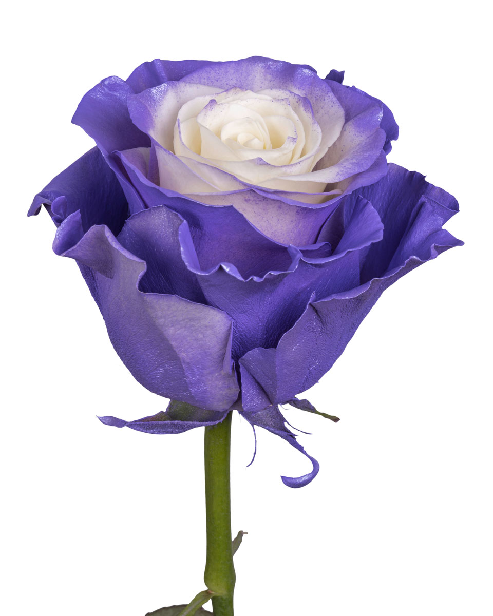 Lavender Dream Pearl · Mitabella catalog