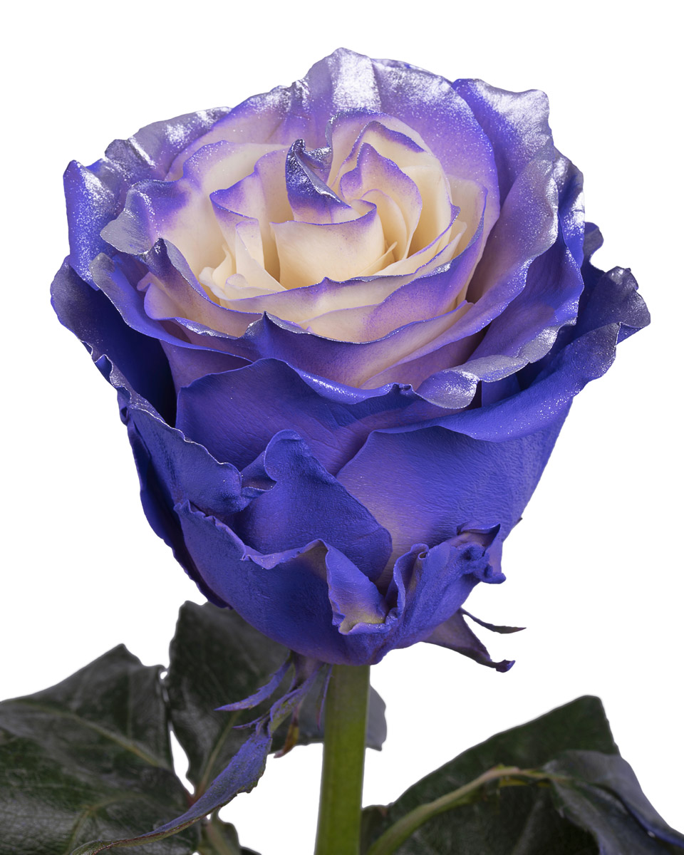 Purple Pearl · Mitabella catalog