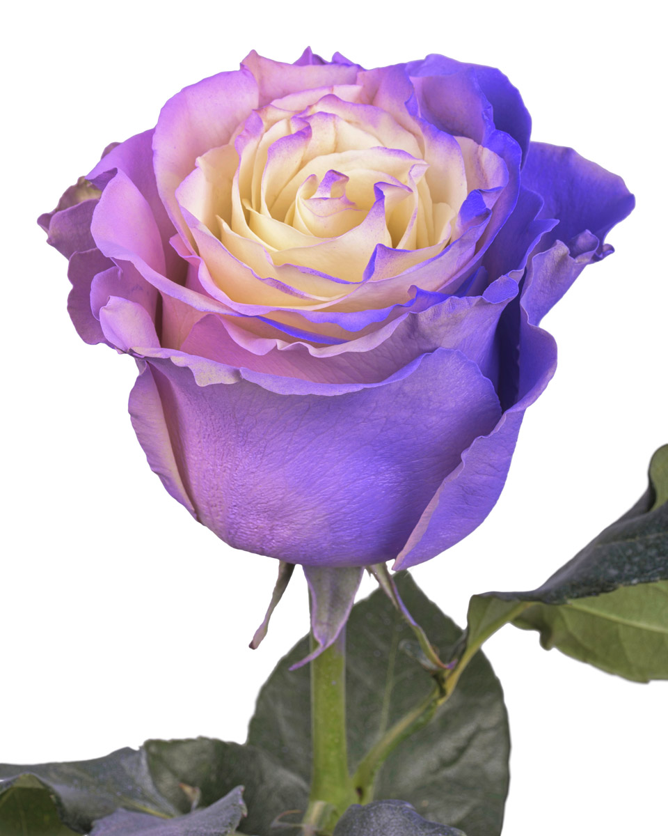 Purple Haze · Mitabella catalog