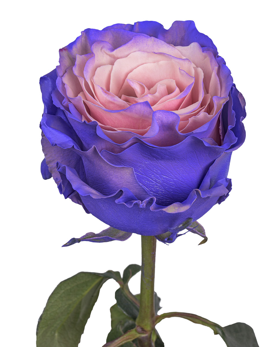 Pink Lavender · Mitabella catalog