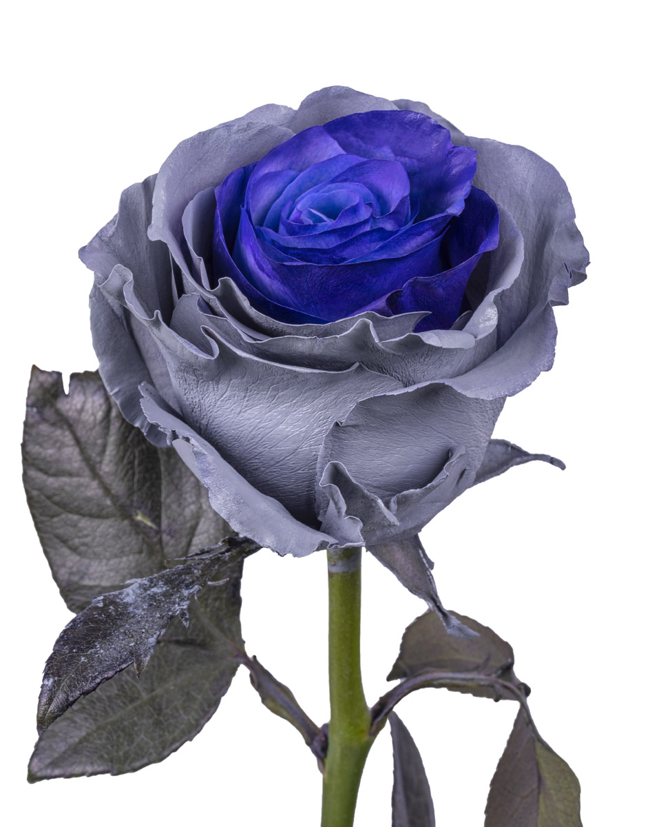 Purple Gray · Mitabella catalog