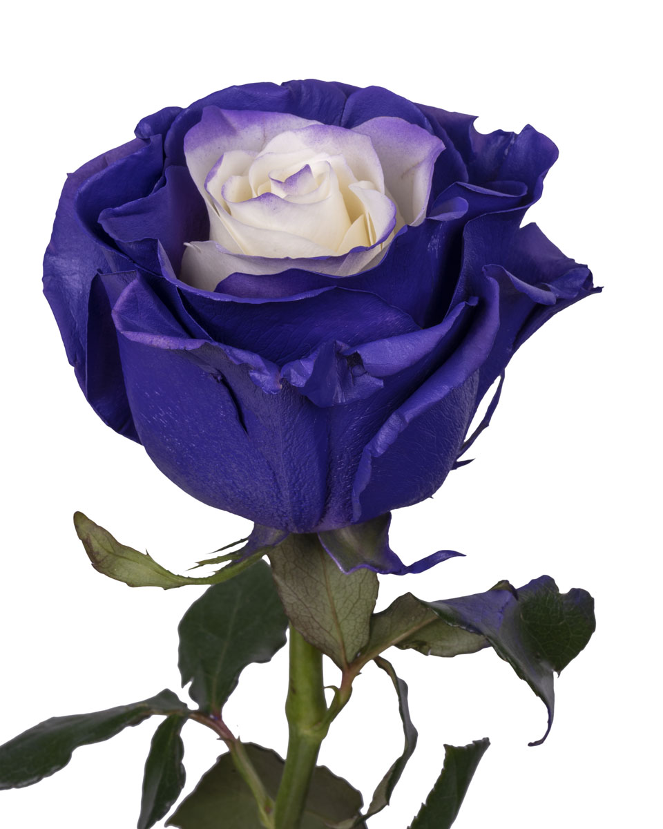 Purple Fairy · Mitabella catalog