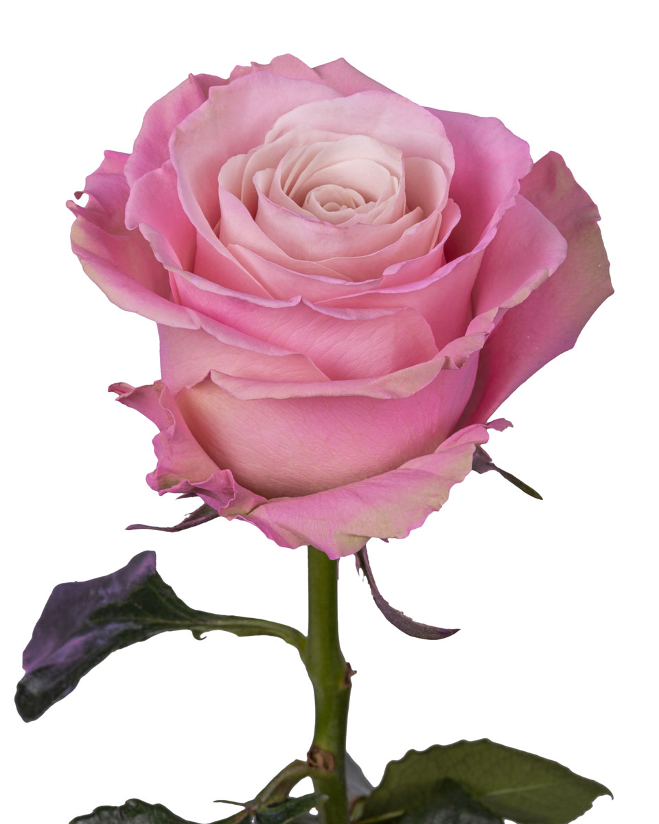 Baby Pink · Mitabella catalog