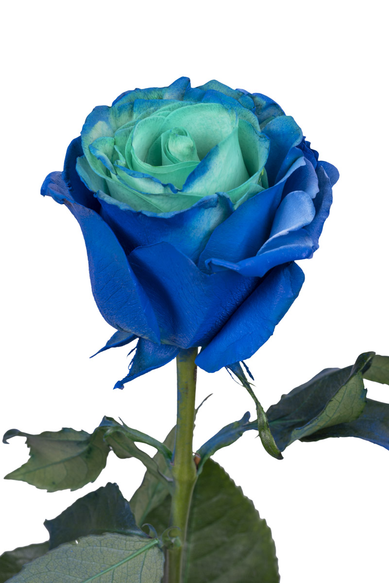 Blue Earth · Mitabella catalog