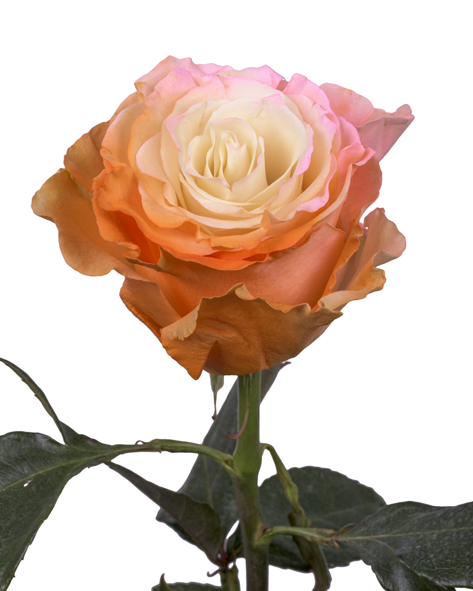 New Pink Orange · Mitabella catalog