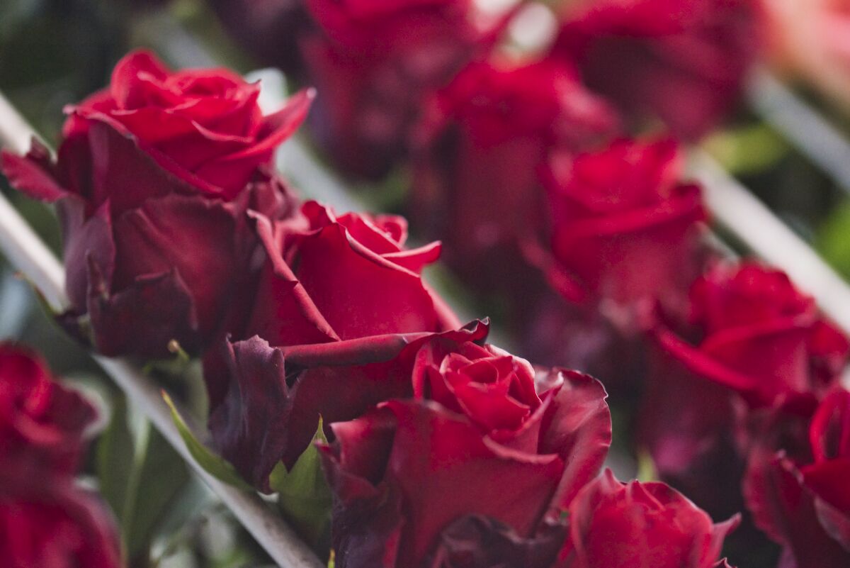 Fresh red roses grouped after harvest