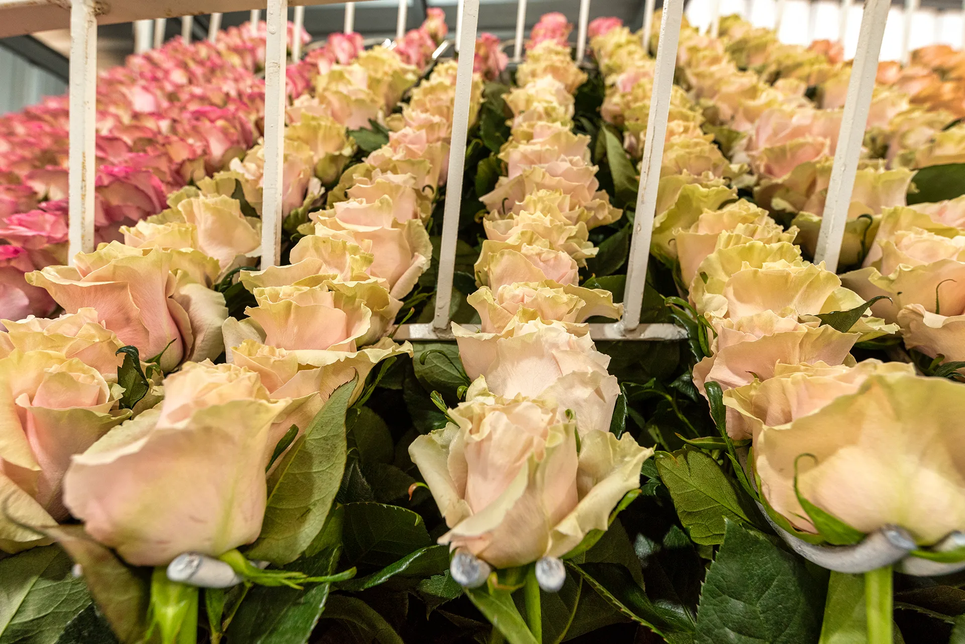 Pale pink roses organized on racks after harvest
