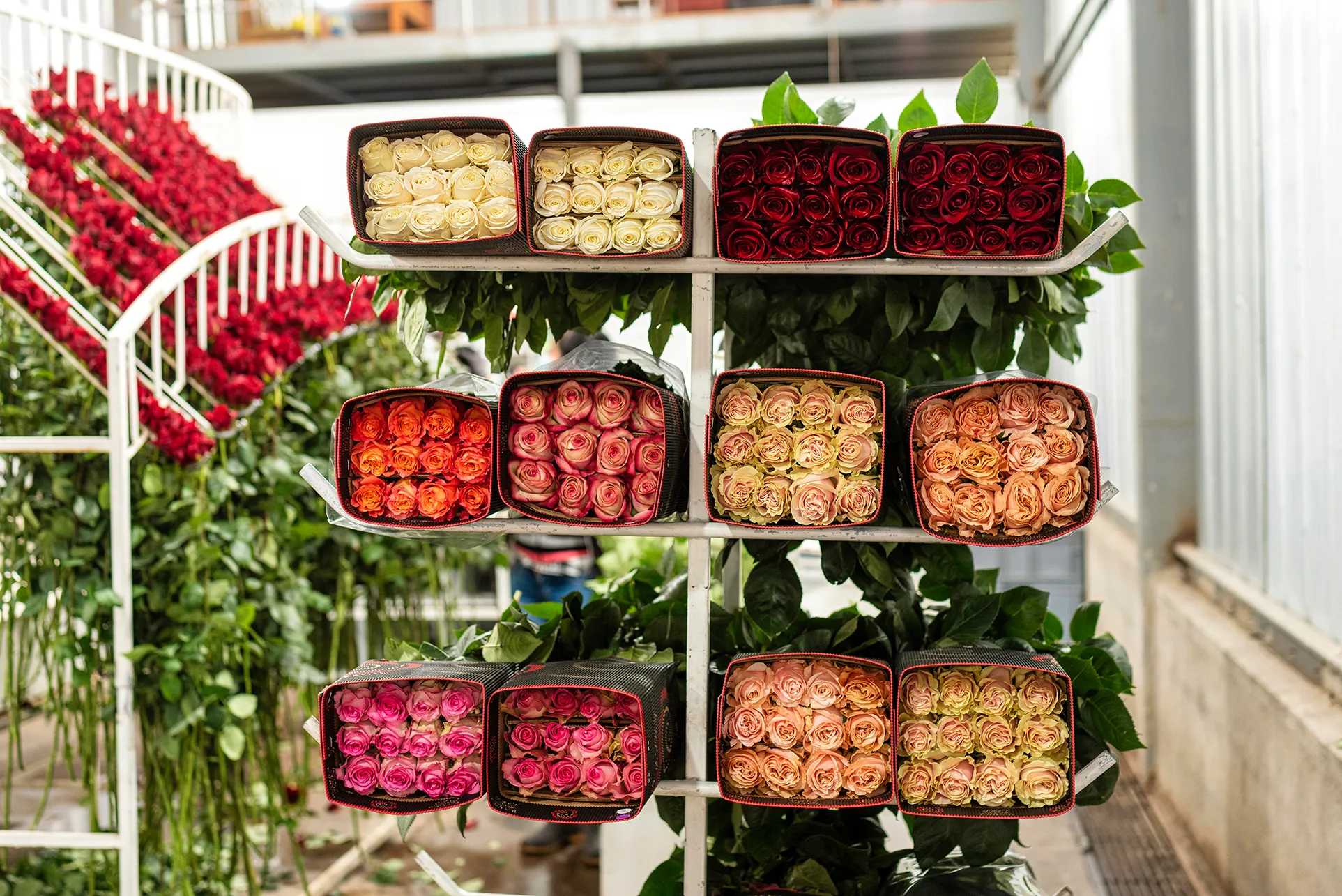 Rose bunches organized on racks after harvest