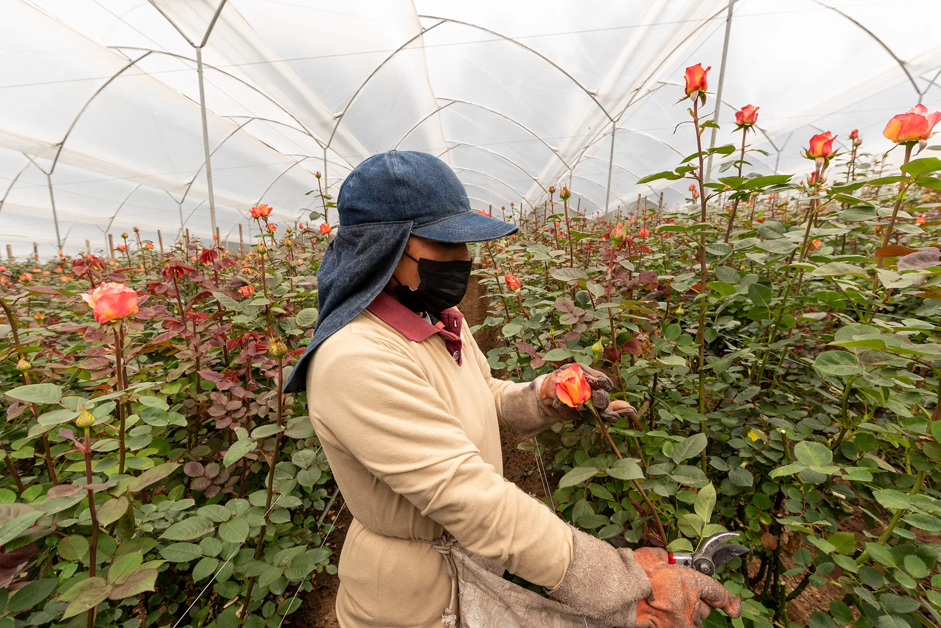 A worker harvesting roses inside a greenhouse