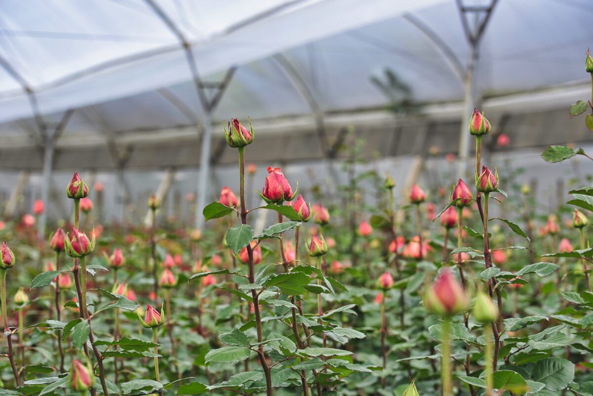 Rose cultivation under greenhouse cover
