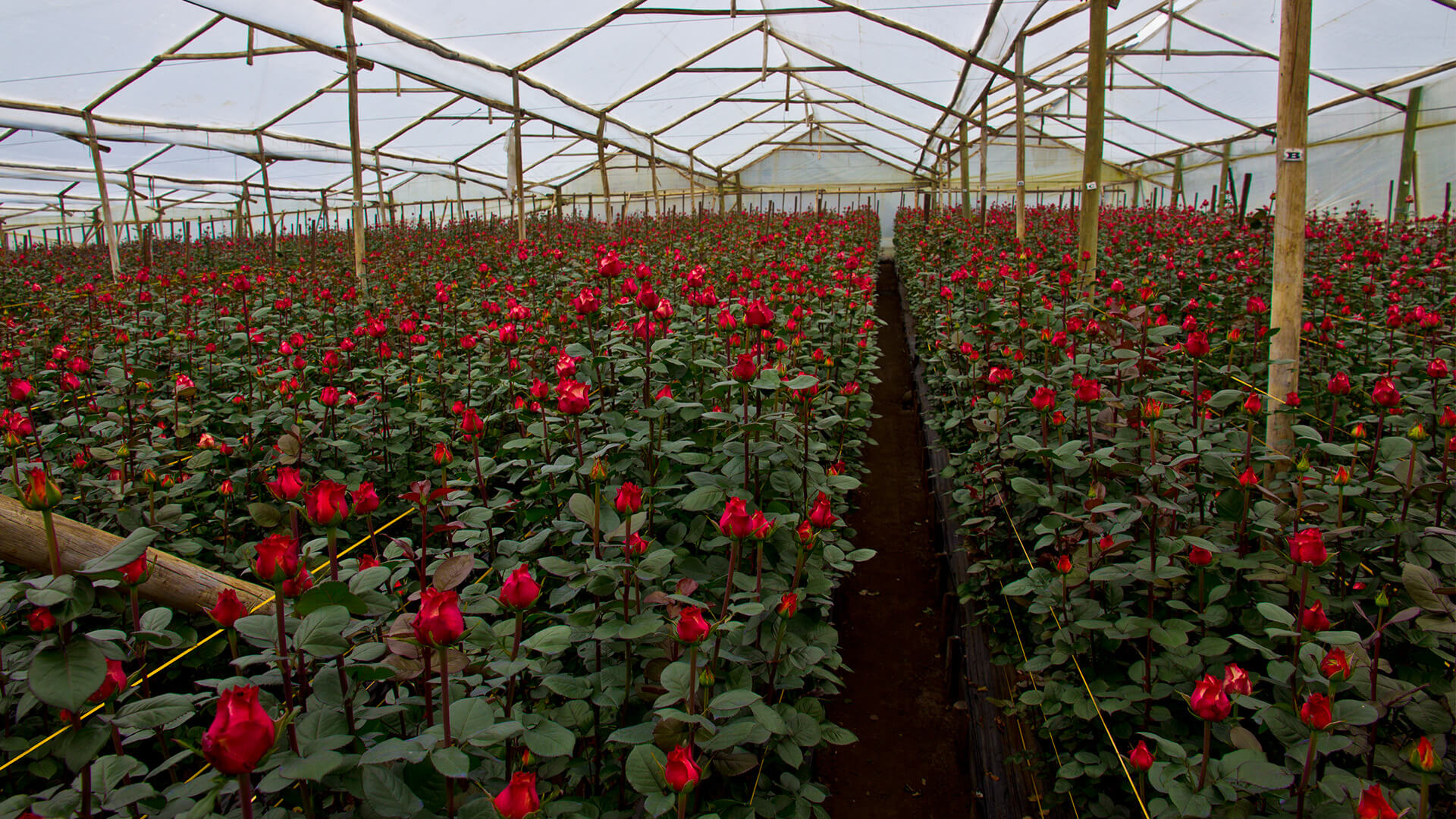 Rose cultivation under greenhouse cover