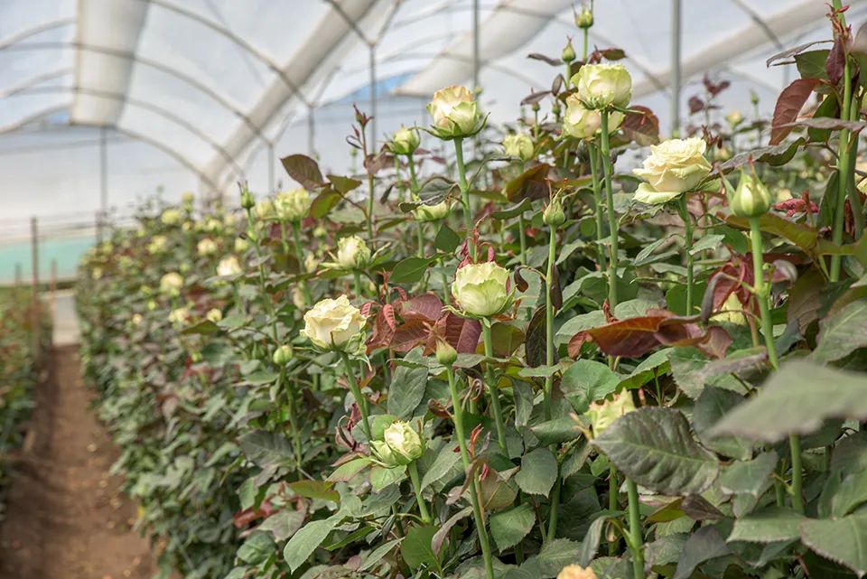 Rose cultivation under greenhouse cover