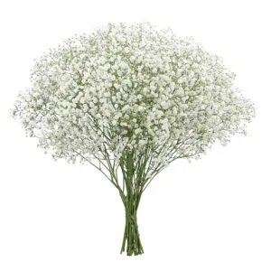 A bunch of white Gypsophila flowers